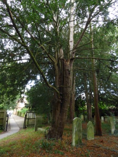 Mature fruit body on yew in Finchley, London.